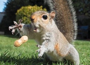 Squirrel catching peanut