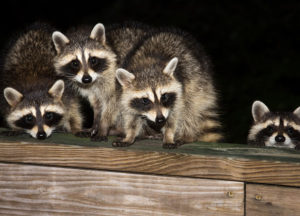 Raccoon babies in an attic