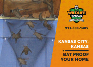 bat proofing my kansas city ks home