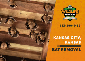 bat exclusion in kansas city ks