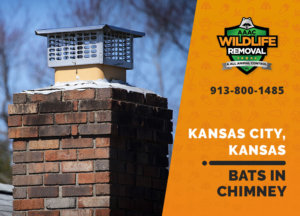 bat in chimney kansas city ks