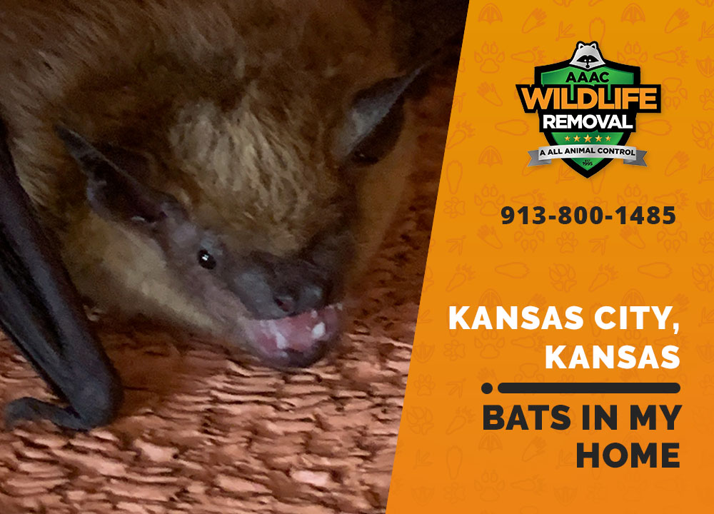 Kansas Bat Bats In My Home - Kansas City - Kansas