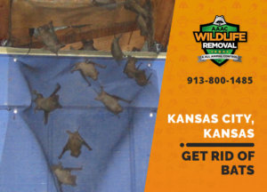 get rid of bats kansas city ks