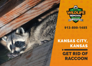get rid of raccoon kansas city ks