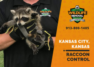 raccoon control kansas city ks