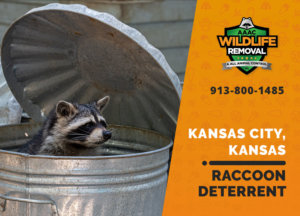 kansas city ks raccoon deterrents