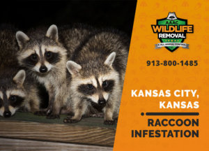 infested by raccoons kansas city ks