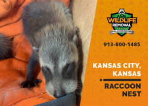 raccoon nest in attic kansas city ks