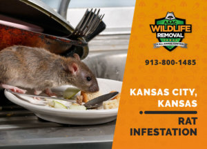 rat infestation signs kansas city ks