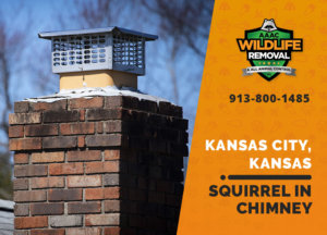 squirrel stuck in chimney kansas city ks