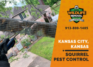 squirrel pest control in kansas city ks