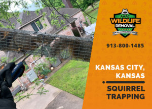 squirrel trapping program kansas city ks