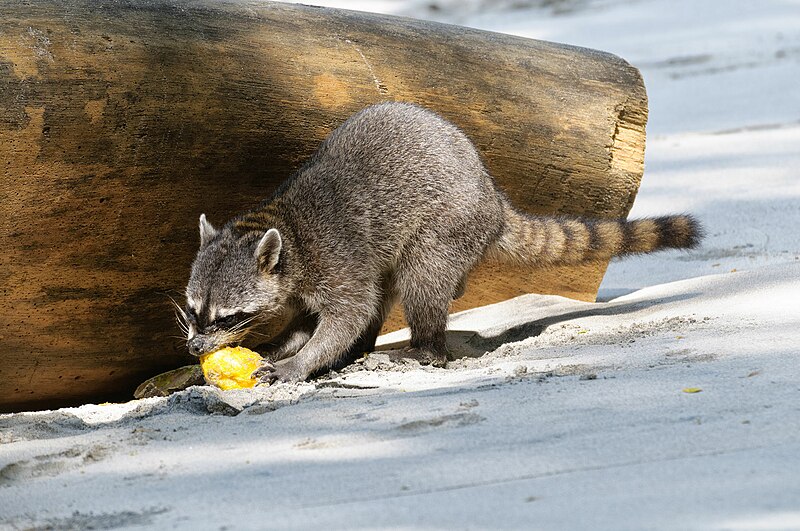 Where do raccoons go in winter?