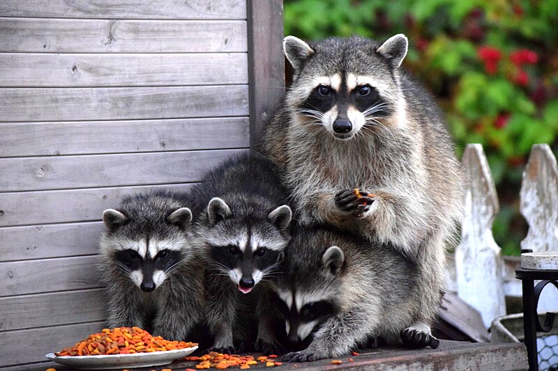 Do Raccoons Travel in Packs?