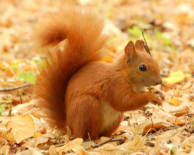 Where Did Squirrels Originate?