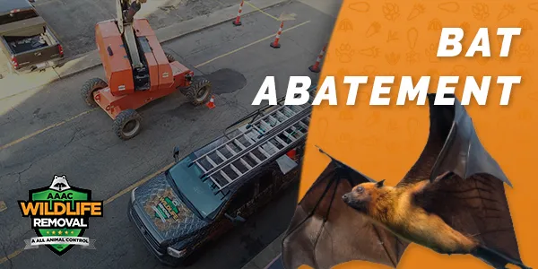 bat abatement featured image