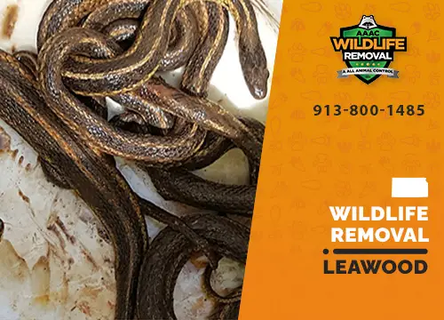 Leawood Wildlife Removal professional removing pest animal