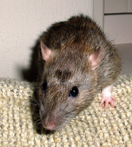 Characteristics of a Rat