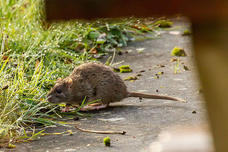 Can Rats Swim Underwater?