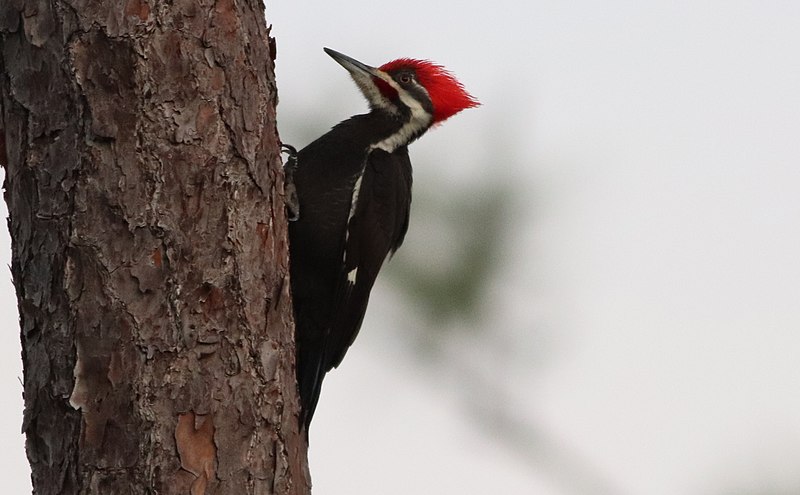 Do Woodpeckers Damage Trees?