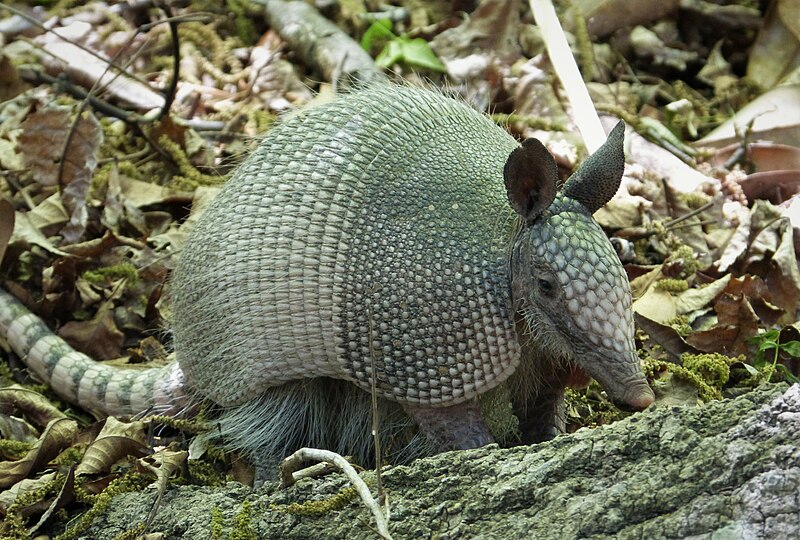 Can You Catch Leprosy from Armadillos?