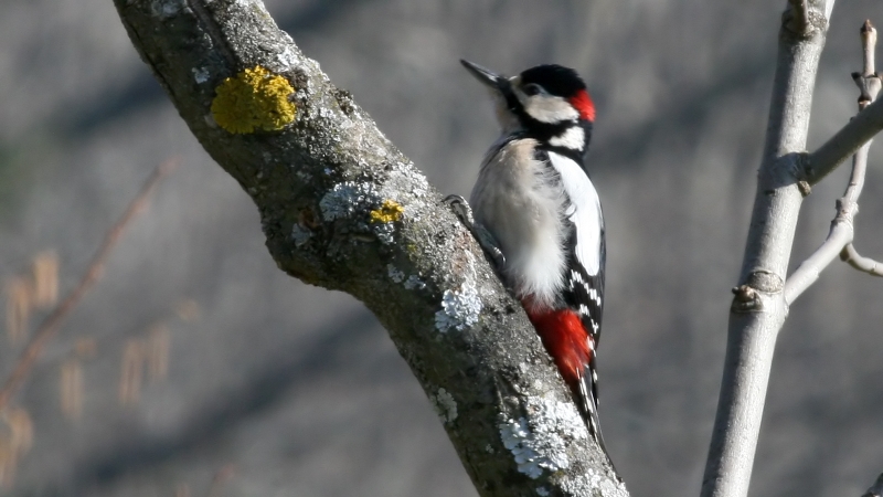 What Does A Woodpecker Hole Look Like?