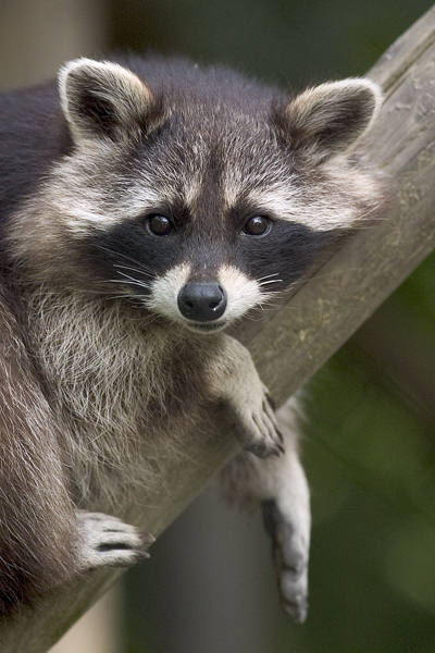 What do raccoons look like?