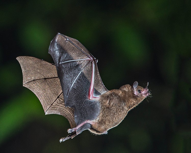 Predators of Bats